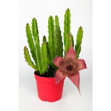 Leş Kaktüsü Stapelia Grandiflora Büyük Boy 8.5 cm Kırmızı Saksıda