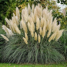 Stipa Pampas Otu Fidanı 40 Cm 1-2 Yaş Arası Tüplü