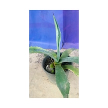 Agave Americana Bitkisi