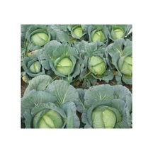 Profesyonel Beyaz Lahana Tohumu - 5 Gram