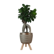 Ficus Ginseng Bonsai Gold Damla Saksıda