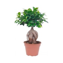 Thebestonline Ficus Bonsai, Gingseng Bonsai