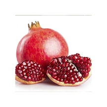 Tüplü İri Meyveli Devedişi Nar Fidanı