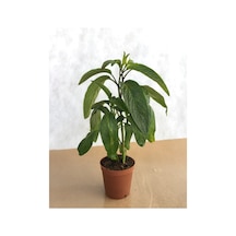 Videolu Pepino Meyve Fidesi 40 60 Cm 1 Adet Saksılı Bahçe Balkon Bitkisi Solanum Muricatum