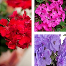 Karışık Renk 3 Adet Sardunya Çiçeği Fidanı 30-60cm Saksılı Geranium