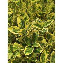 10 Adet Sarı Alacalı Taflan Fidesi Altuni Gold Taflan Euonymus Japonica