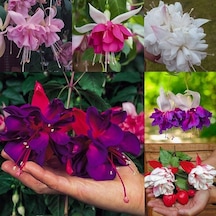 100 Adet Karışık Renk Fuchsia Çiçeği Tohumu + 10 Adet Hediye K.r. Orkide Çiçek Tohumu
