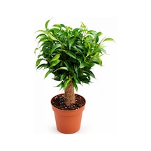 Bonsai Ficus Benjamin Hasır Gövdeli