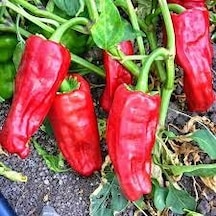 20 Adet Tohum Nadir Acı Fil Bayıltan Kırmızı Asya Biberi Tohumu S