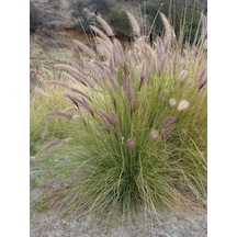 Pennisetum Otsu Bitki 10 Adet