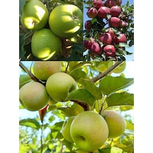 3 Lü Elma Fidanı Paketimiz 3 Yaşlı 120-150cm