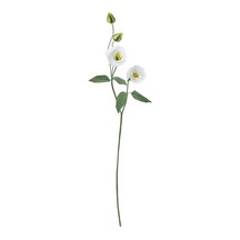 Ikea Guldspett Yapay Çiçek, Beyaz, 55 Cm, Lalegül