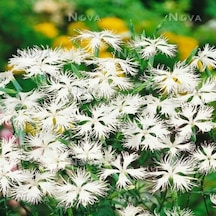 Dianthus Superbus White Bol Kokulu Karanfil Çiçeği Tohumu 100 Ade
