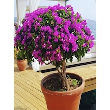 Videolu Mor Renkli 1 Adet Bodur Begonvil Çiçeği Saksılı 30-60cm Bougainvillea Flower