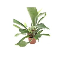 Platycerium Bifurcatum - Geyikboynuzu 2093