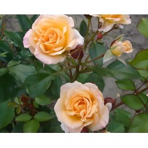 Bordür Gül Fidanı "macarena"