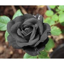 10 Adet Tohum Halfeti Siyah Gül Tohumu Asillerin Gülü Siyah Tohum