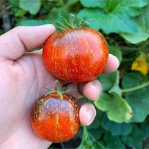 20 Adet Cosmos Domates Tohumu