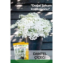 50 Adet Dantel Çiçeği Tohumu