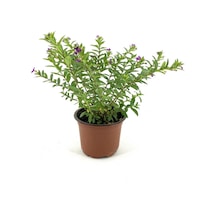 Kufeya Fidanı Mor Çiçekli 15-25 Cm