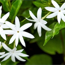 Serada Decor Plant Beyaz Izmir Yasemin Çiçeği Fidanı 50 Cm