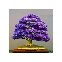 Bodur Mor Azalea Bonsai Ağacı Tohumu Seti, 5 Adet