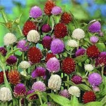 20 Adet Tohum Mor Hanım Düğmesi Çiçeği Tohumu Sürpriz Hediye Tohumludur..