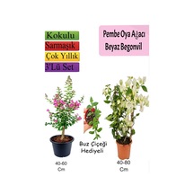 Pembe Oya Ağacı+ Beyaz Begonvil+ Buz Çiçeği Hediyeli