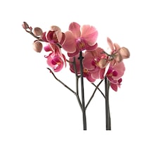 Phalaenopsis 'Asian Coral' (Pembe Orkide) Ø12 CM 70-80 CM