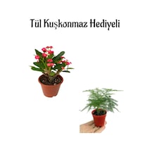 Öğretmenler Gününe Özel Kırmızı Renk Milli Dikenler Tacı Çiçeği Tül Kuşkonmaz