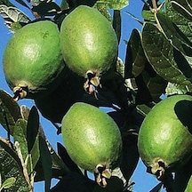 Saksıda Feijoa Kaymak Ağacı Fidanı 3 Yaş - 90-110 Cm Boy