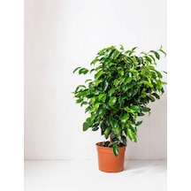 Videolu Benjamin Bitkisi 1 Adet Saksılı/ Tüplü 30-40 Cm Ev Ofis Bitkisi Ficus Benjamina