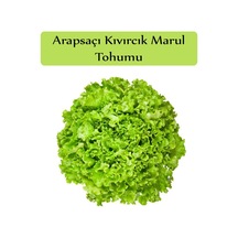 Arapsaçı Marul Tohumu 1 Paket Kıvırcık Marul Tohumu Arap Saçı Kapalı Paket Tohum Kıvırcık Marul