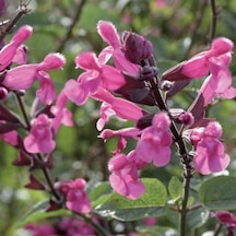 Salvia Horminum Karışık Renkli Adaçayı Çiçeği Tohumu 350 Tohum