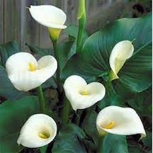 5 Adet Tohum Nadir Beyaz Calla Lily Çiçek Tohumu