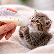 Yavru Kedi Köpek Biberonu 50 Ml Evcil Hayvan Süt Ve Mama Besleme Şişesi Seti, Ölçekli Mini Tasarım, 2 Yedek Silikon Emzikli, Temizleme Fırçalı, Yeni Doğan Ve Yetim Yavru Bakım Aparatı