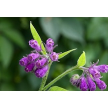 KARAKAFES OTU FİDESİ 3 ADET - Symphytum Officinale