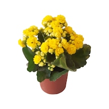 Kalanşo Çiçeği | Kalanchoe Blossfeldiana x 5 ad