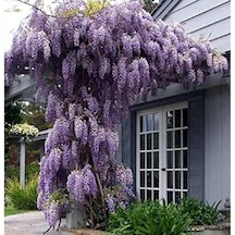 Mor Salkım Fidanı Wisteria Sinensis 80-100 Cm 2 Adet
