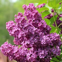 Tüplü Leylak Ağacı syringa Vulgaris Fidanı