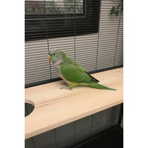 Kurutulmuş Çam Ahşap Chinchilla Platformu 90 15 28 9, Montaj Aparatlı