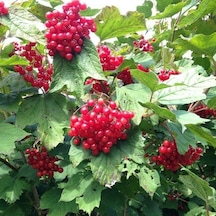 Tüplü Fidan Salkım Girebolu Gilaburu Fidanı 1m Boyunda Meyve Ver