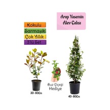 Mis Kokulu Arap Yasemini+alev Çalısı Fidanı+buz Çiçeği 3'lü Set