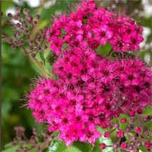 1 Adet Pembe Keçi Sakalı Çiçeği 40-60 Cm Saksılı Çiçekli Bodur Bitki Codiaeum Variegatum