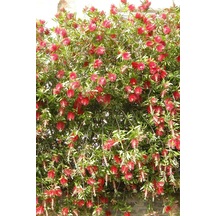 Fırça Çalısı Callistemon (15~20 cm)