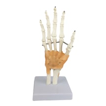 El Eklemi Modeli, Ligament İle Ulna Ve Radius Kısımlarını İçeren, Gerçek Boyutlu - El Eklemi Maketi 01