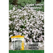 50 Adet Bebek Nefesi Çiçek Tohumu