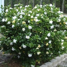 Gardenya Çiçeği  20-30 Cm. Gardenia Jasminoides