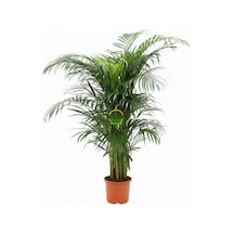 Fidansepetim Areca Palmiyesi Bitkisi 120-140cm