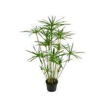 Japon Şemsiyesi 40-60 Cm 1 Adet Saksılı+deve Tabanı Bitkisi 50-70cm 1 Adet Saksılı